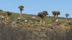 Oryx gazella