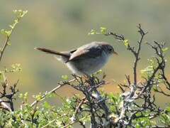 Cisticola subruficapilla