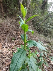 Buddleja lindleyana
