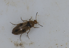 Anaspis maculata