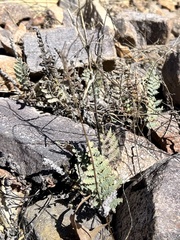 Myriopteris lindheimeri