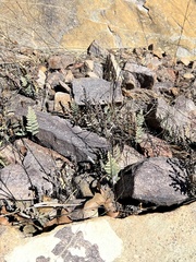 Myriopteris lindheimeri