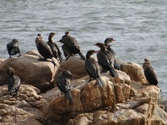 Microcarbo coronatus