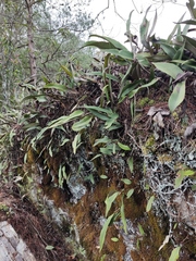 Pyrrosia lingua