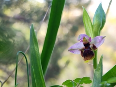 Ophrys oestrifera