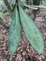 Machilus
