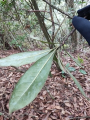 Machilus