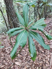 Machilus