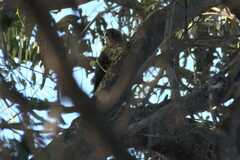 Accipiter melanoleucus