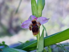 Ophrys oestrifera