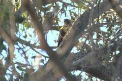 Accipiter melanoleucus