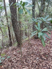 Machilus