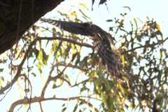 Accipiter melanoleucus