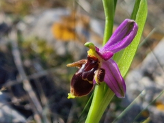 Ophrys oestrifera