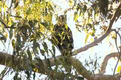 Accipiter melanoleucus