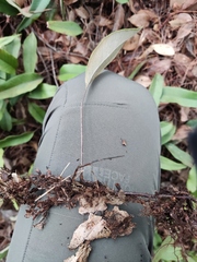 Pyrrosia lingua