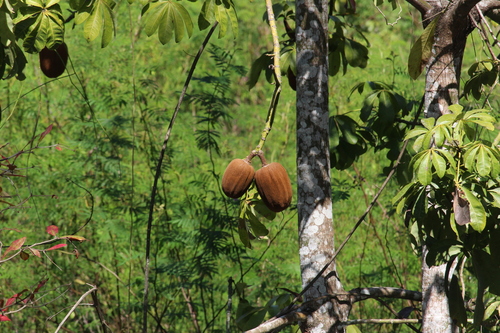 Pachira aquatica