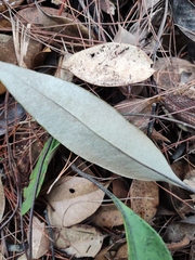 Pyrrosia lingua