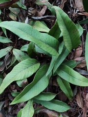 Pyrrosia lingua