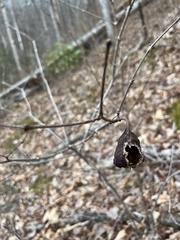 Calycanthus floridus