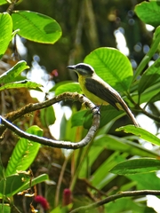 Myiodynastes hemichrysus