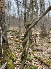 Aristolochia macrophylla