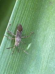 Burtinus notatipennis