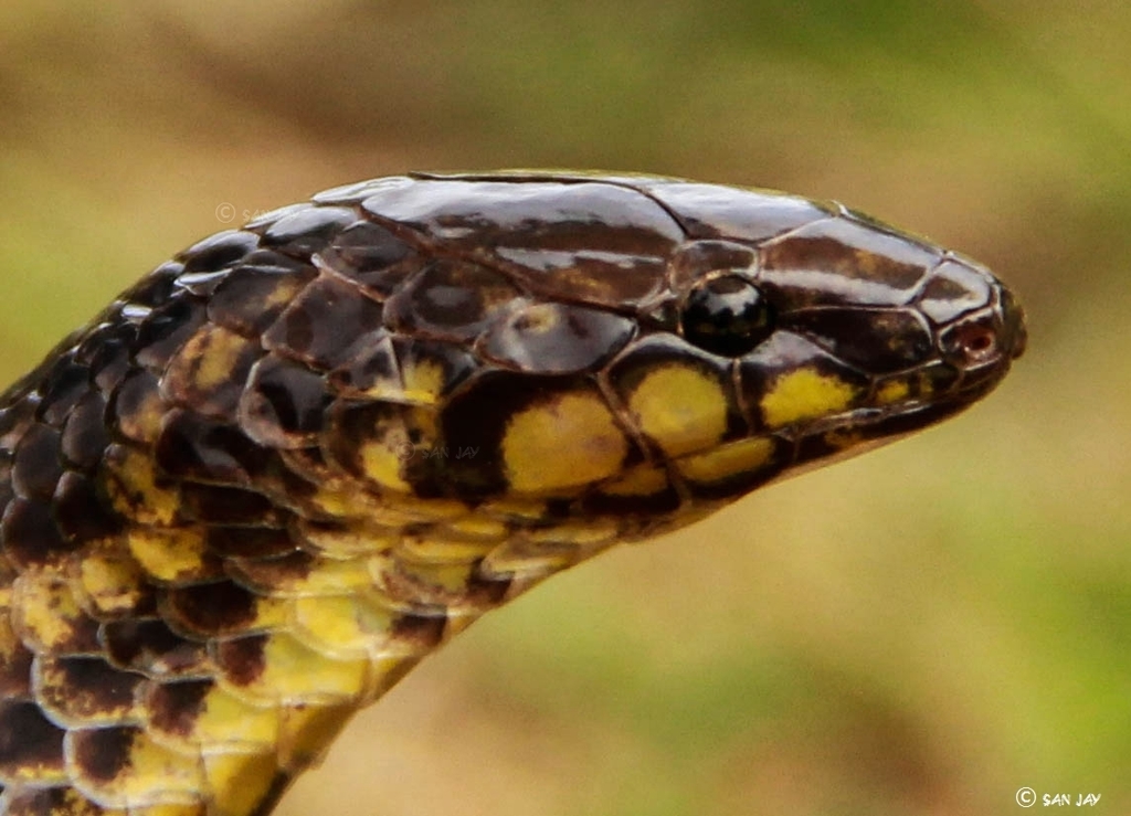 Xylophiinae