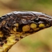 Xylophis - Photo (c) indianwildlife, some rights reserved (CC BY-NC), uploaded by indianwildlife