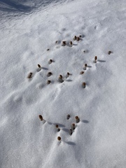 Petrophytum caespitosum