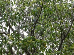 Pericrocotus divaricatus