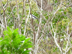 Pericrocotus divaricatus