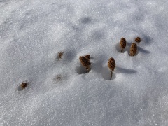 Petrophytum caespitosum