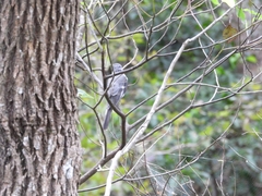 Pericrocotus divaricatus