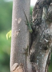 Anolis roquet