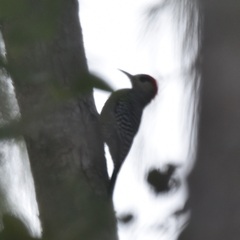 Melanerpes superciliaris blakei