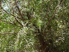 Schinus areira