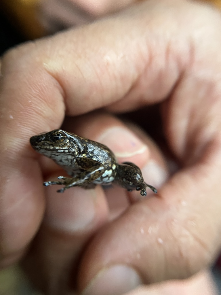 Confusing Rocket Frog