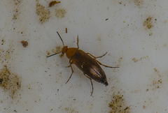 Anaspis flava