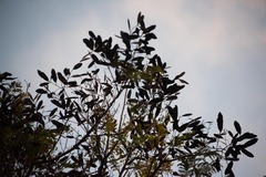 Tabebuia heterophylla