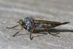 Neoitamus socius