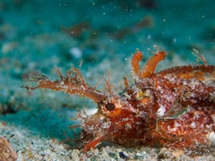 Pteroidichthys amboinensis