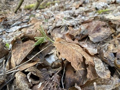 Cardamine concatenata