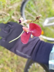 Macroptilium lathyroides