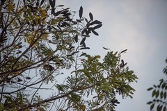 Tabebuia heterophylla