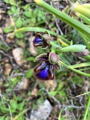 Ophrys speculum
