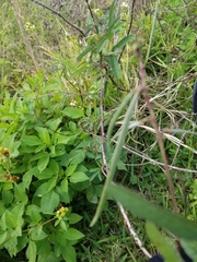 Macroptilium lathyroides