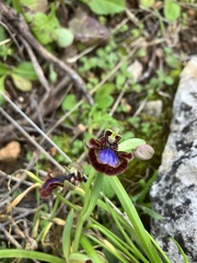 Ophrys speculum