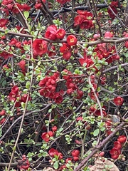 Chaenomeles
