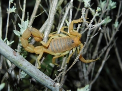 Parabuthus planicauda